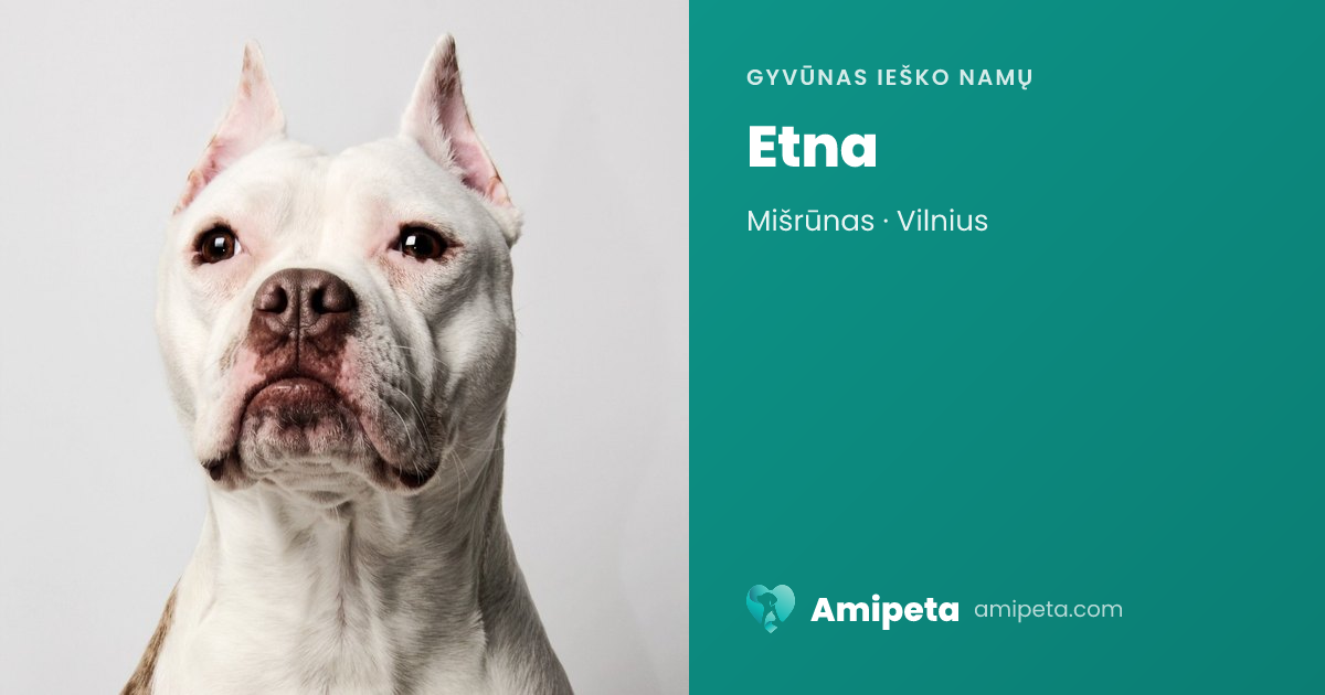 Etna ieško namų | Amipeta